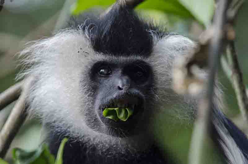 Mono Colobo de Angola - parque nacional de Nyungwe - Ruanda 07.jpg